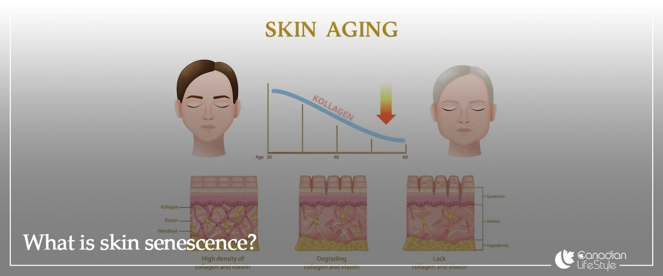 What is skin senescence?